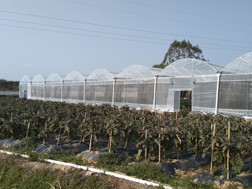【薄膜連棟大棚】陽西蔬菜種植基地工程案例